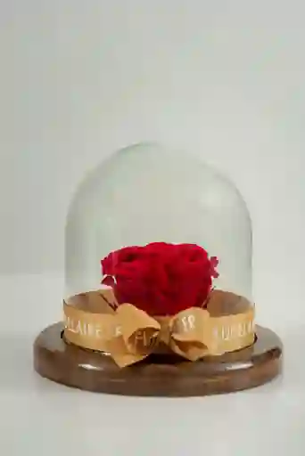 Rosa Eterna Roja En Cúpula Pequeña