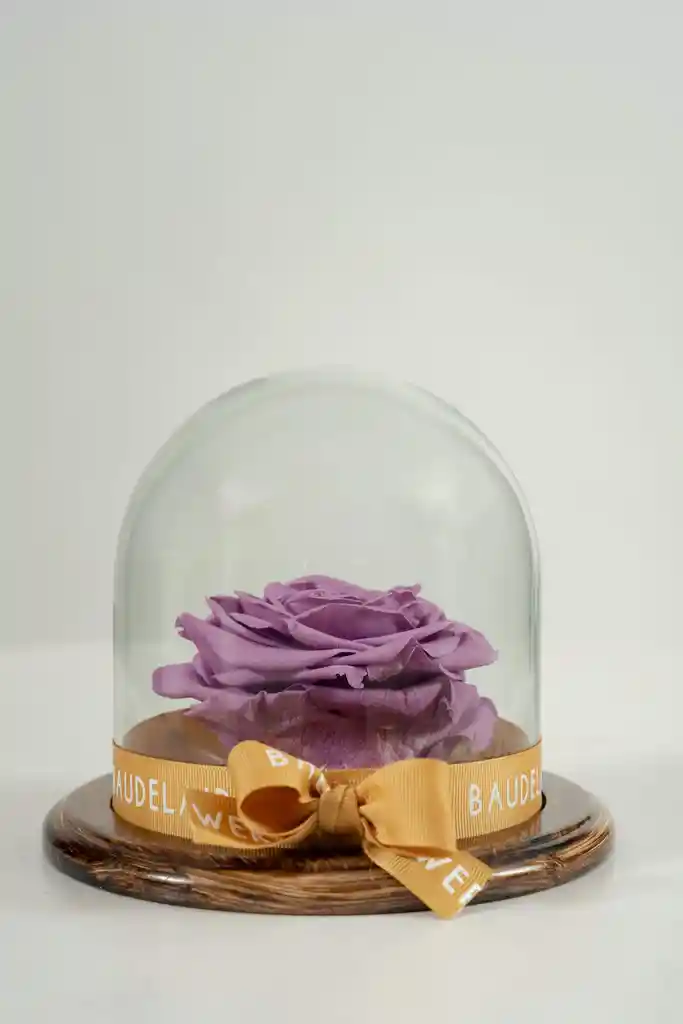Rosa Eterna Lila En Cúpula Pequeña