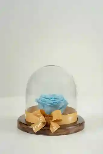 Rosa Eterna Celeste En Cúpula Pequeña