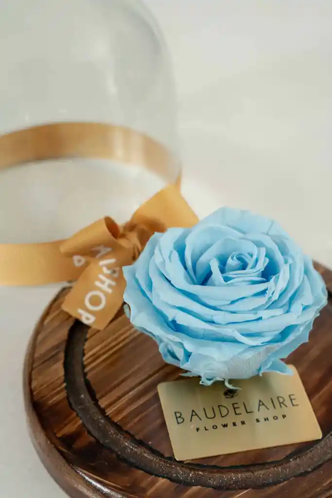 Rosa Eterna Celeste En Cúpula Pequeña
