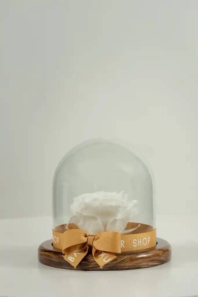 Rosa Eterna Blanca En Cúpula Pequeña