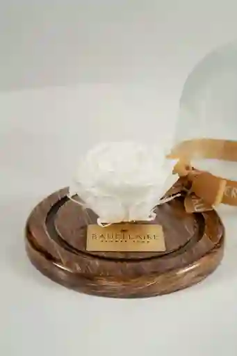 Rosa Eterna Blanca En Cúpula Pequeña