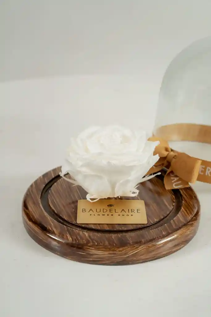 Rosa Eterna Blanca En Cúpula Pequeña