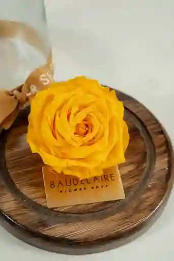 Rosa Eterna Amarilla En Cúpula Pequeña