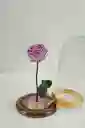 Rosa Eterna Lila En Cúpula