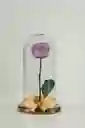 Rosa Eterna Lila En Cúpula