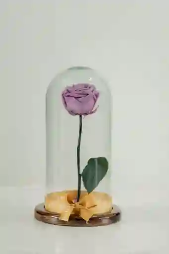Rosa Eterna Lila En Cúpula