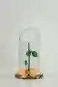 Rosa Eterna Blanca En Cúpula