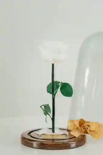 Rosa Eterna Blanca En Cúpula