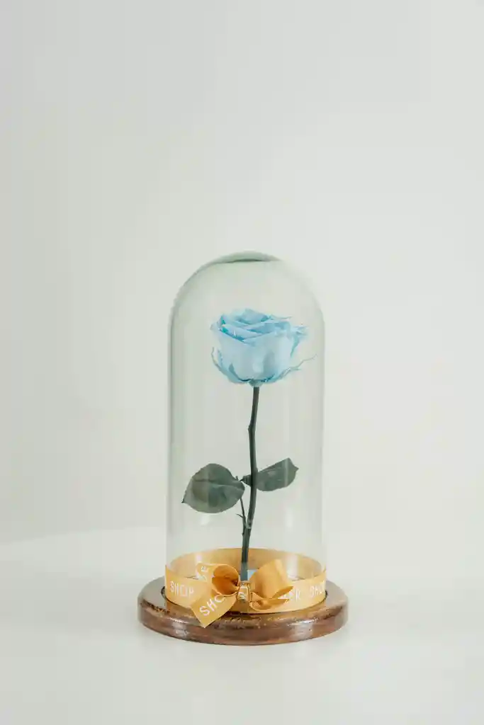 Rosa Eterna Celeste En Cúpula