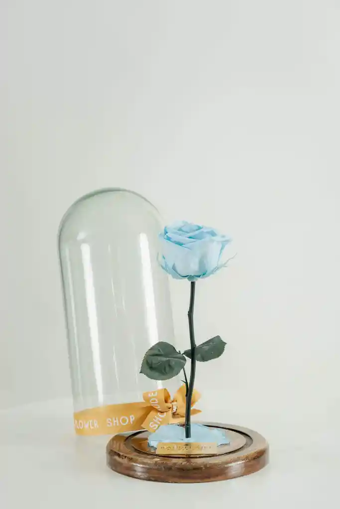 Rosa Eterna Celeste En Cúpula