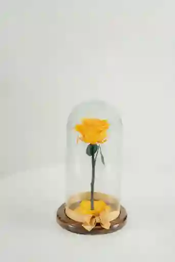 Rosa Eterna Amarilla En Cúpula
