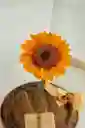 Girasol Preservado En Cúpula