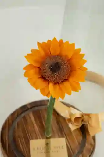 Girasol Preservado En Cúpula