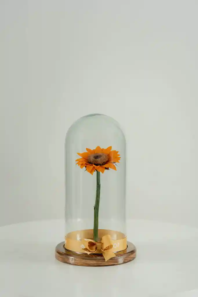 Girasol Preservado En Cúpula
