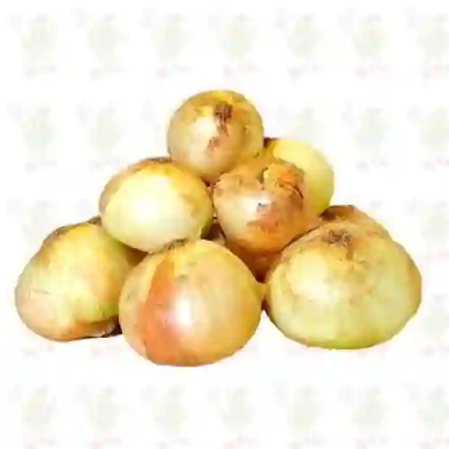 Cabolla Cabefzona Blanca