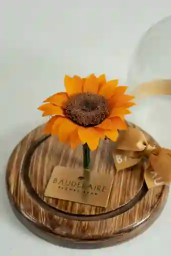Girasol Preservado En Cúpula Pequeña
