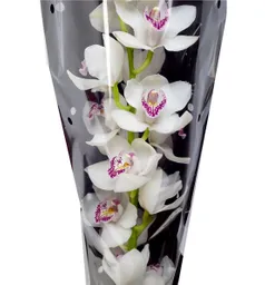 Cymbidium Unidad