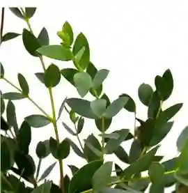 Eucaliptu Parvifolia Paquete