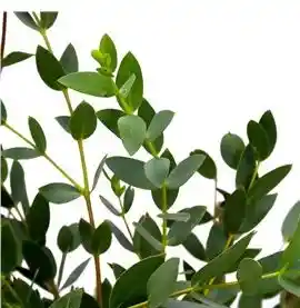 Eucaliptu Parvifolia Paquete