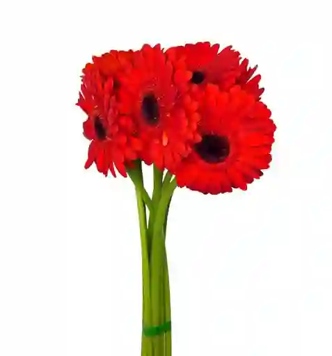 Gerbera Roja Paquete