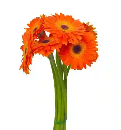 Gerbera Naranjda Paquete