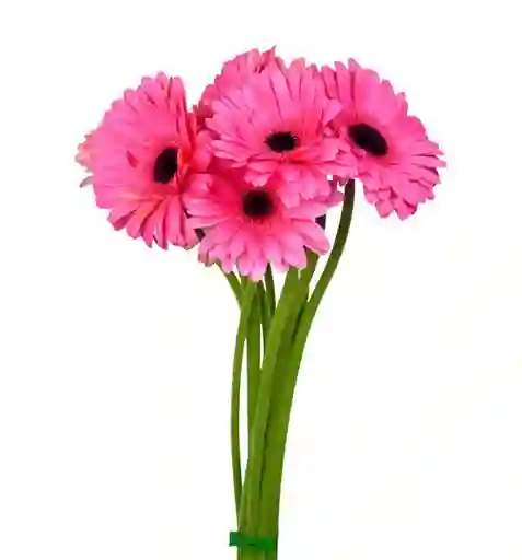 Gerbera Rosadas O Fucsias Paquete