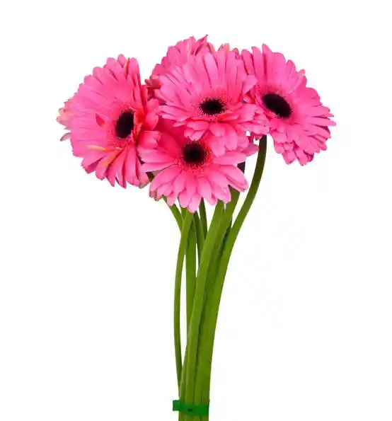 Gerbera Rosadas O Fucsias Paquete