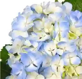 Hortensia Azul Paquete