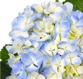Hortensia Azul Paquete