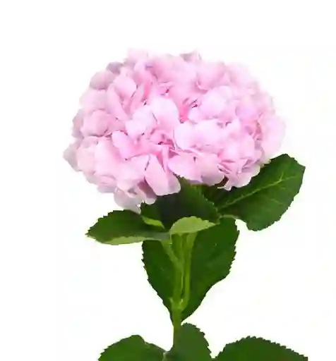 Hortensia Rosada Paquete