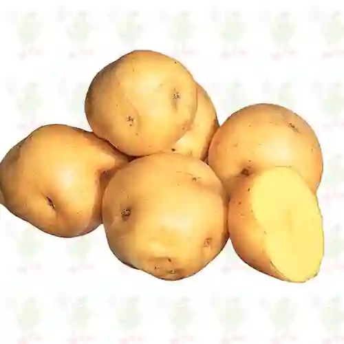Papa Criolla