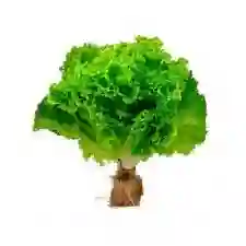 Lechuga Hidroponica