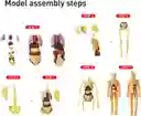 Figura Cuerpo Humano Anatomia Biologia Esqueleto Sistema Digestivo Medico Enfermera