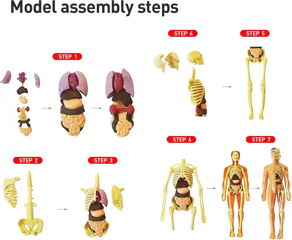 Figura Cuerpo Humano Anatomia Biologia Esqueleto Sistema Digestivo Medico Enfermera