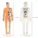 Figura Cuerpo Humano Anatomia Biologia Esqueleto Sistema Digestivo Medico Enfermera