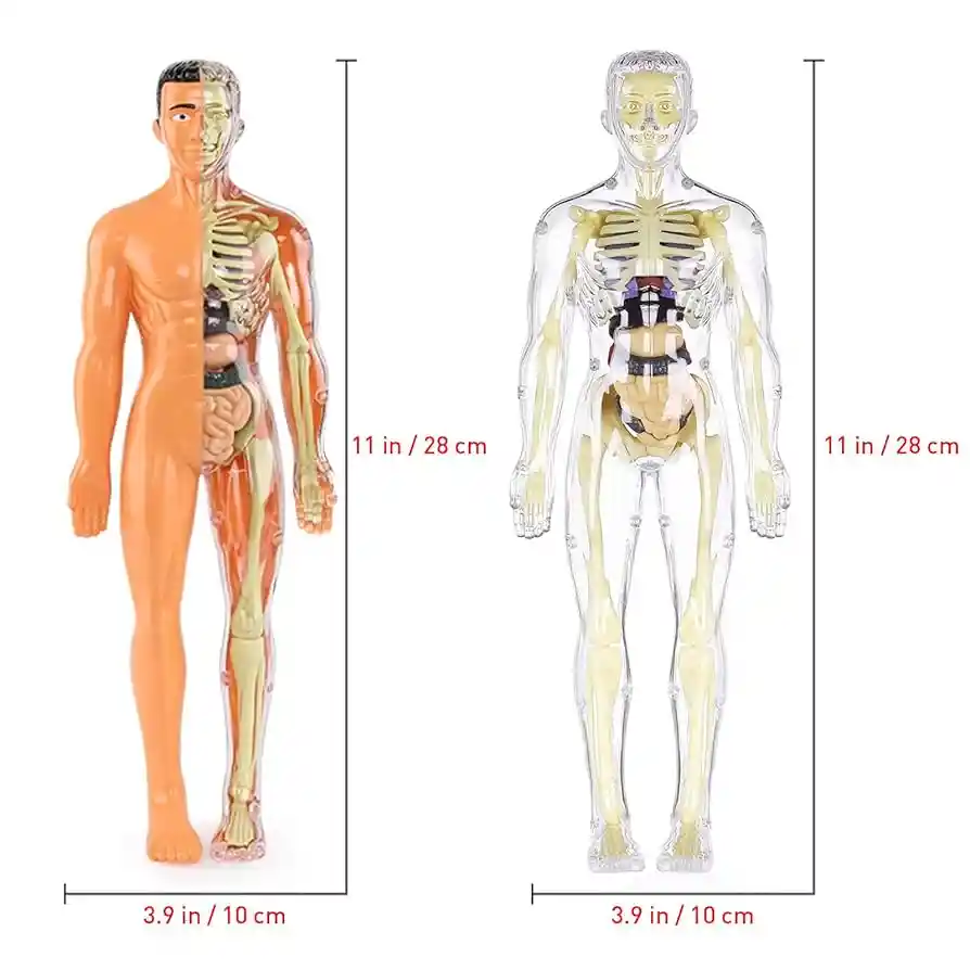 Figura Cuerpo Humano Anatomia Biologia Esqueleto Sistema Digestivo Medico Enfermera