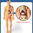 Figura Cuerpo Humano Anatomia Biologia Esqueleto Sistema Digestivo Medico Enfermera