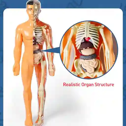 Figura Cuerpo Humano Anatomia Biologia Esqueleto Sistema Digestivo Medico Enfermera