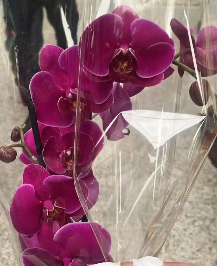 Orquídea Premium Grande Morada