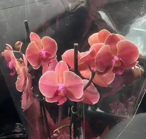 Orquídea Premium Grande Salmón