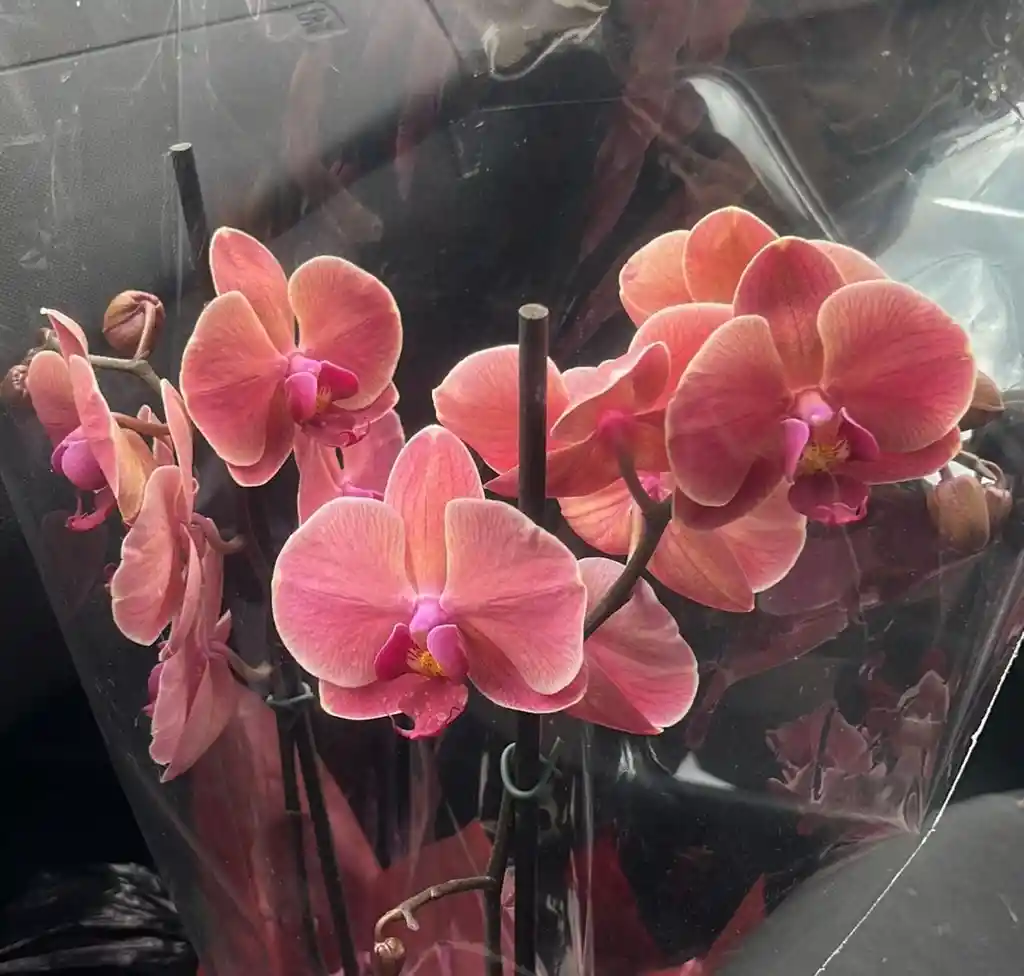 Orquídea Premium Grande Salmón