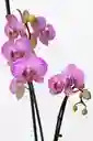Orquidea Con Vetas Fucsias X2 Tallos