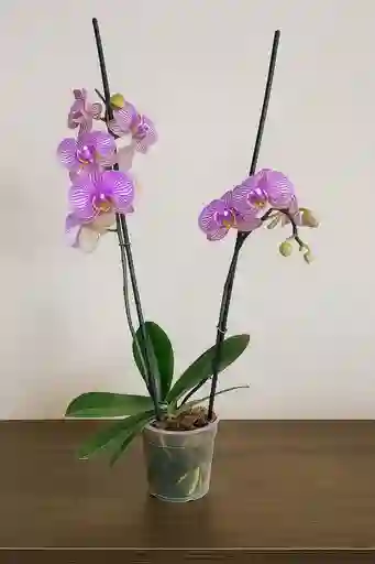 Orquidea Con Vetas Fucsias X2 Tallos