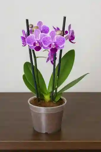 Orquidea Mini Blanca Con Vetas Fucsias X2 Tallos