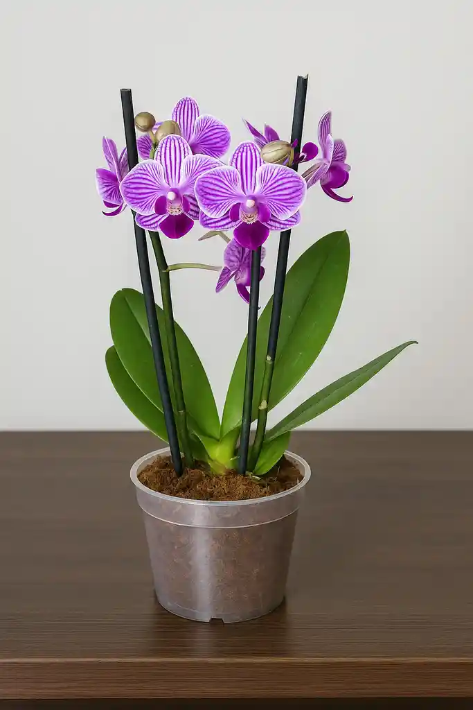Orquidea Mini Blanca Con Vetas Fucsias X2 Tallos
