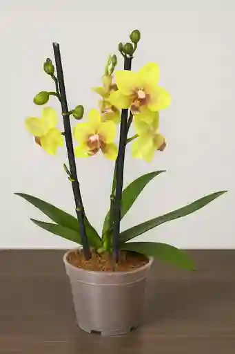 Orquidea Mini Amarilla X2 Tallos
