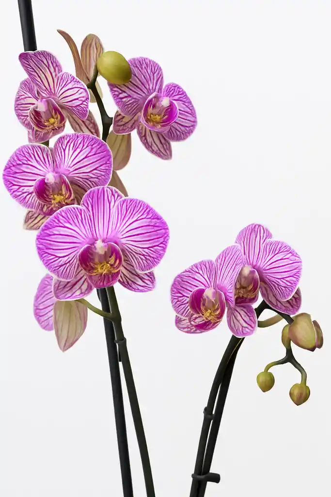 Orquidea Con Vetas Fucsias X1 Tallo