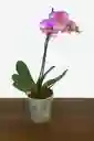 Orquidea Con Vetas Fucsias X1 Tallo