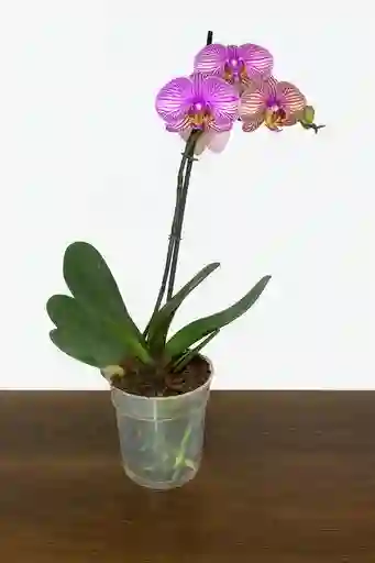 Orquidea Con Vetas Fucsias X1 Tallo